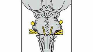 Neurologic Exam Cranial Nerves Anatomy  Pontine Level [upl. by Ahsilav]