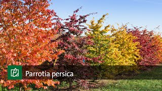 Parrotia persica [upl. by Eerb]