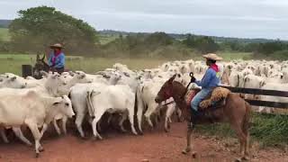 Nelores na Fazenda Gairova Juara e Mato Grosso Burros de trabalho da genetica Maripá [upl. by Iila]