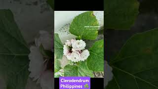 Clerodendrum Philippines Chinese clerodendrum flower flowers plants terrace garden gardening [upl. by Ayanad742]