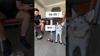 सैफी पोम्स्की को भूख लग रही है  Sapphie gets HUNGRY shorts short shortvideo dog pomsky [upl. by Anitrak455]