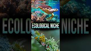 Ecological Niche [upl. by Nezam]