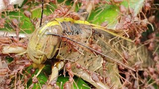 LOCUST VS 1000 PIRANHA ANTS [upl. by Aime]