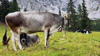 Karwendel Höhenweg [upl. by Leena]