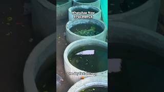 Guppy new stock guppy kolathuraquariumfish breeding fish breeding liveplant salem [upl. by Aspia995]