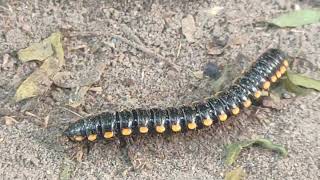 Millipede covered with Road dust 😱😨🐛millipedes millipede millipedetoy kenno worms keeda road [upl. by Kenney]