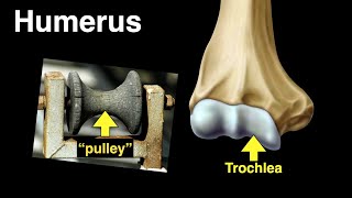 Humerus [upl. by Asirap]