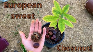 How to grow Chestnut trees from seed European sweet chestnut [upl. by Odnalref]