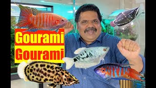 Gourami Fish  All Aquarium fish  Mayur Dev Aquascaper  Best Fish for all Fish Tanks 4K [upl. by Aratal]