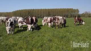 Génisses Normandes en pâture sur un mélange prairial de graminées fourragères [upl. by Hough]