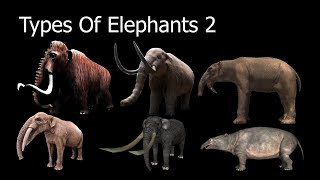 Types Of Elephants 2 [upl. by Revilo660]