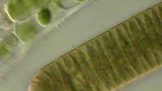 Cyanobacterial Filament moves by Algae at 1000x [upl. by Latt]