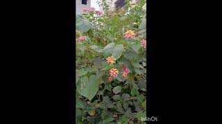 West Indian Lantana Plant Lantana is looking good Beauty realme communitynatural [upl. by Ordway]