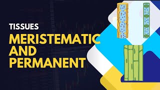 Tissues Meristematic and PermanentIN DETAIL [upl. by Eisinger375]