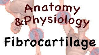 Joints and Articulations  Fibrocartilage 0803 [upl. by Attey]