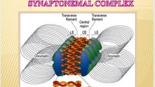 Synaptonemal complex Structure and Functions by DrV P Gupta [upl. by Ettenwahs]