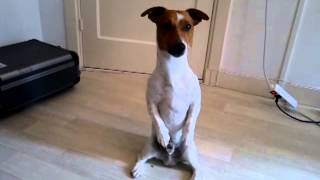 funny jack russell terrier very funny [upl. by Alemahs]