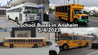 School Buses in Anaheim  542023 [upl. by Alak]