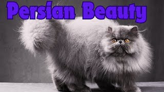 Are Persian Cats the Most Elegant Felines Ever [upl. by Clarissa]