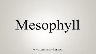 How To Say Mesophyll [upl. by Hedvah]