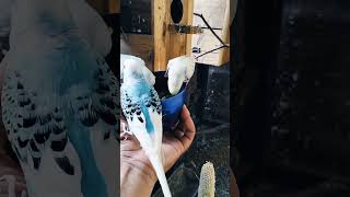 Ternak Parkit Kicauan Burung Parkit di Pagi Hari sangat menyenangkan shortvideo aviary bird [upl. by Ahsiekan]