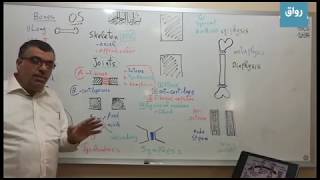 مقدمة 6 الهيكل العظمي skeleton و المفاصل الثابتة fibrous fixed و الغضروفية cartilaginous joints [upl. by Itsirk]