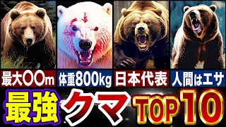 【最強生物】世界で最も強いクマ完全版…最強ランキングTOP10【ゆっくり解説】 [upl. by Ellett582]