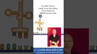 Protein Synthesis Rap mRNA codons anticodons and ribosomes [upl. by Alina342]