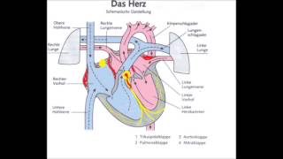 Reizleitungssystem Herz  kurz [upl. by Lambertson160]