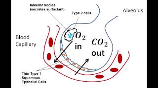 Lung Surfactant  Surface Tension  Alveoli  Type II Pneumocytes  NRDS  Physiology [upl. by Oihsoy]