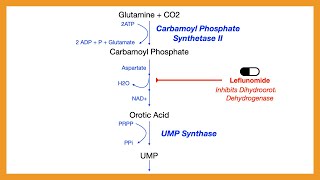 Pyrimidine Synthesis [upl. by Fransen]