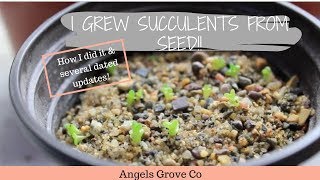 How to Grow Succulents From Seeds🌵  Angels Grove Co [upl. by Isa370]