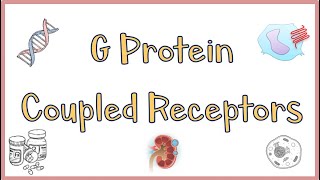 G Protein Coupled ReceptorsGPCRs  Structure Function Mechanism of Action Everything [upl. by Micaela]