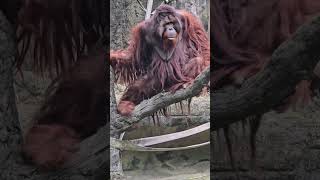 紅毛猩猩Bornean OrangutanTaipei Zoo [upl. by Nidraj]