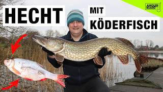 Hecht mit Köderfisch 🐟  Hechtangeln im Winter vom Ufer am See  Grundmontage für Hechte [upl. by Feirahs]