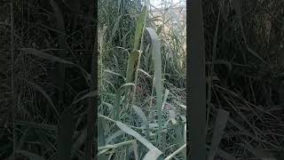 Phragmites australis Reed grass [upl. by Iruj]