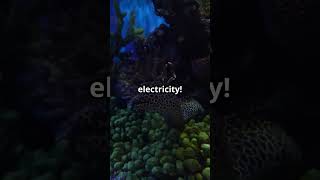 The Electric Eel’s Shocking Power ⚡ 600 Volts of Electricity [upl. by Christina]