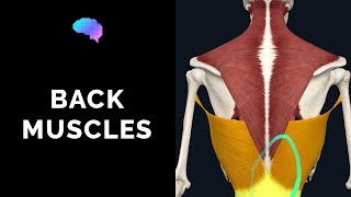 Muscles of the Back 3D Anatomy Tutorial  UKMLA  CPSA [upl. by Esele]