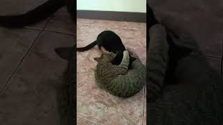 Jakjak amp Blackat MagIna caring🐱😻 [upl. by Crofoot]