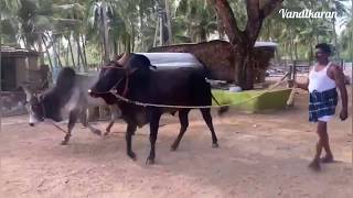 Raja Nataraj Kangayam cattle farm [upl. by Eat]