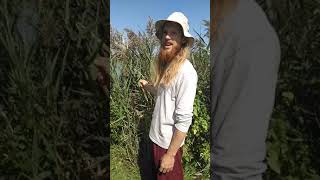 Wild Edible Plant walk  Invasives Phragmites [upl. by Borreri]