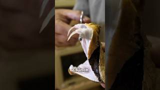 🐍सबसे लंबे दांतों वाला सांप 😨 Gaboon Viper Snake  By Wild Adventures [upl. by Clarisa]