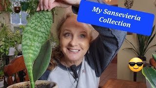 Check Out My Sansevieria Collection [upl. by Linnie540]