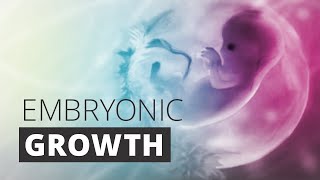 Schwangerschaft  Pregnancy Medical Animation of embryonic development [upl. by Annahpos823]