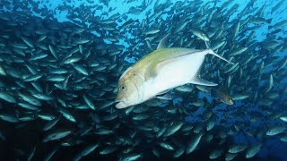 Diving Malpelo Colombia  whale sharks sharks eagle rays huge schools of fish [upl. by Landa]