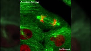 Actual Footage of Cell Division Kidney Cells [upl. by Port303]