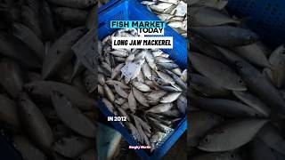 Fresh Long Jaw Mackerel from Busy Fish Auction Top Quality for Export FishMarket [upl. by Darlene]