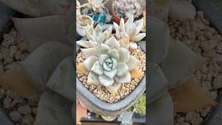 Echeveria colorata Mexican Giant echeveria succulentvarieties plants succulentobsession [upl. by Ahsitel]