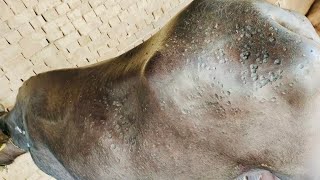 Pox Virus Infection  Buffalo Pox  Viral Disease  Be Careful [upl. by Ahsinid]