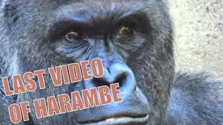 Gorilla Harambe Shot and Killed Today at the Cincinnati Zoo [upl. by Bodi791]